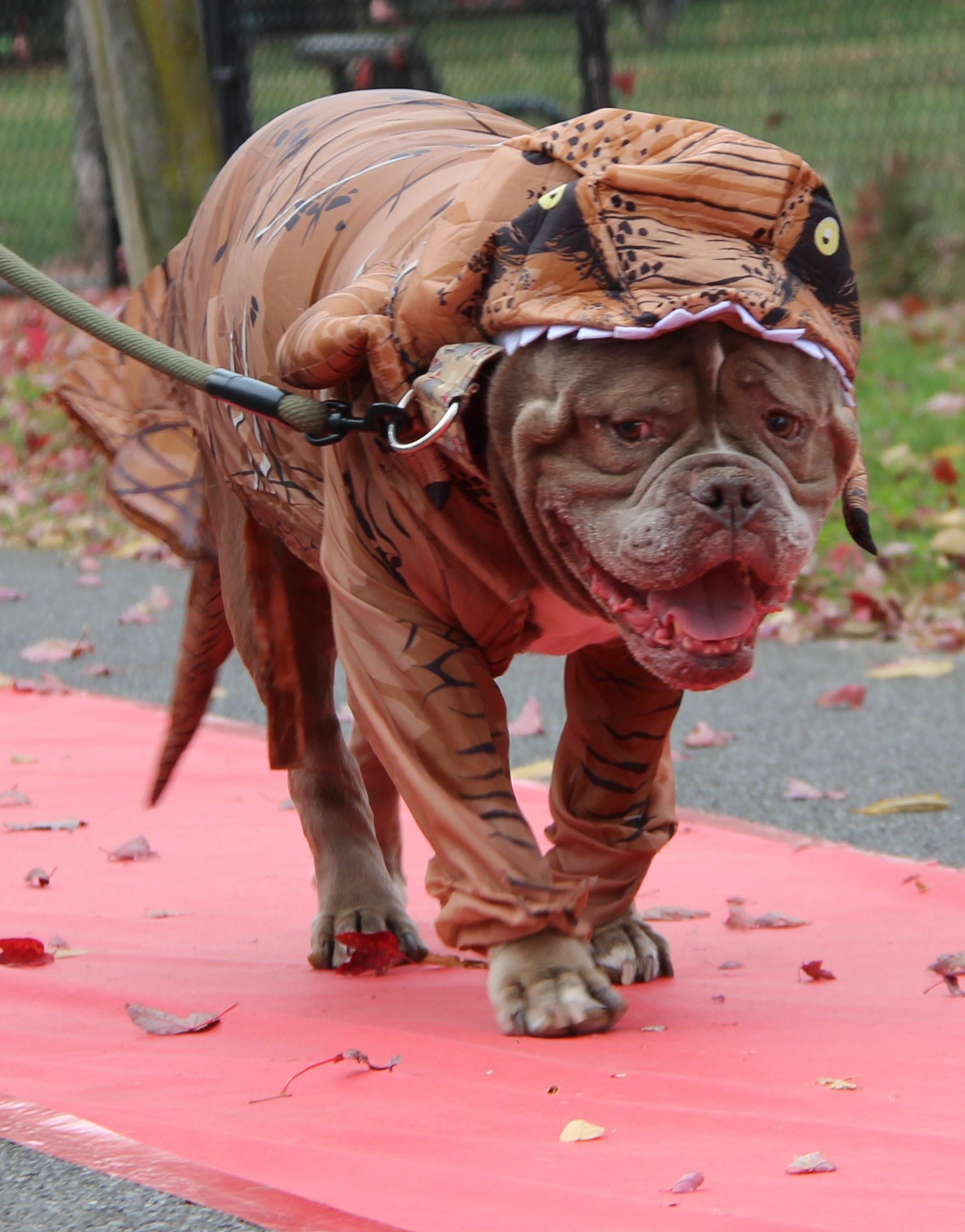 Judges Choice Kershaw Red Carpet 2 GOOD