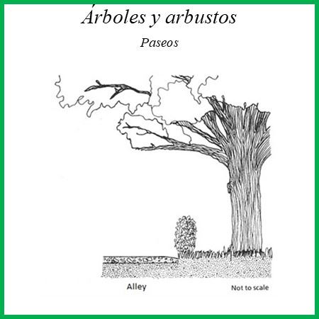 Tree Alley Image SPN